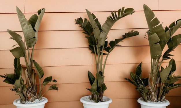 Creëer een uniek tuinontwerp dankzij deze handige tips