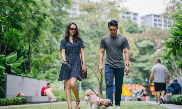 Welke riem is het beste voor een lange wandeling met de hond?