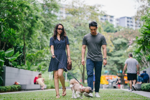 Welke riem is het beste voor een lange wandeling met de hond?