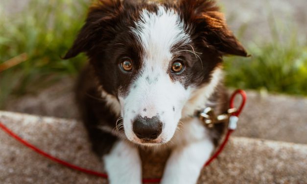 Tips om met je hond op vakantie te gaan