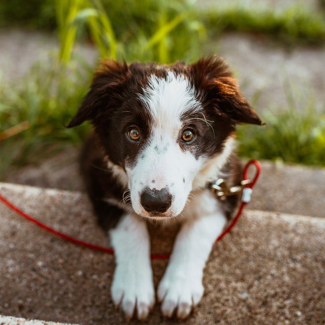 Tips om met je hond op vakantie te gaan